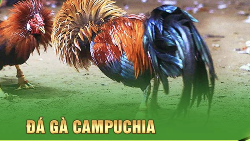 gioi-thieu-da-ga-campuchia