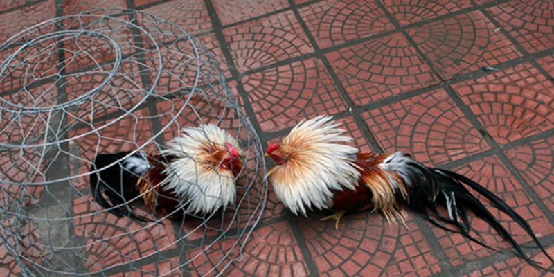 kinh-nghiem-chien-thang-da-ga-tre